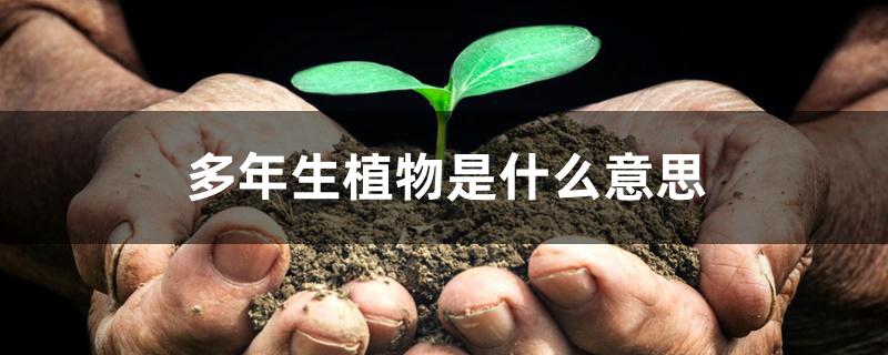 多年生植物是什么意思