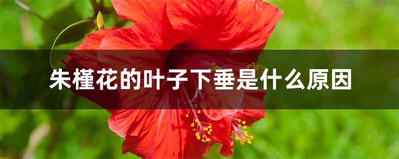 朱槿花的叶子下垂是什么原因