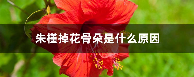 朱槿掉花骨朵是什么原因