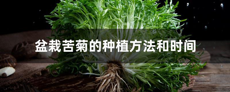 盆栽苦菊的种植方法和时间