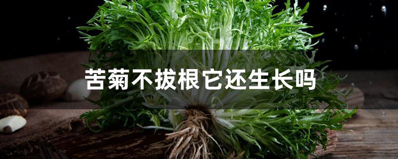 苦菊不拔根它还生长吗