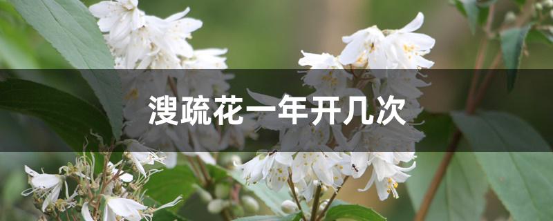 溲疏花一年开几次