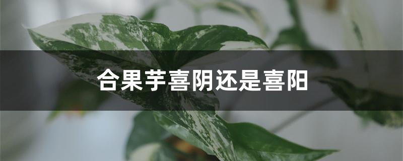 合果芋喜阴还是喜阳