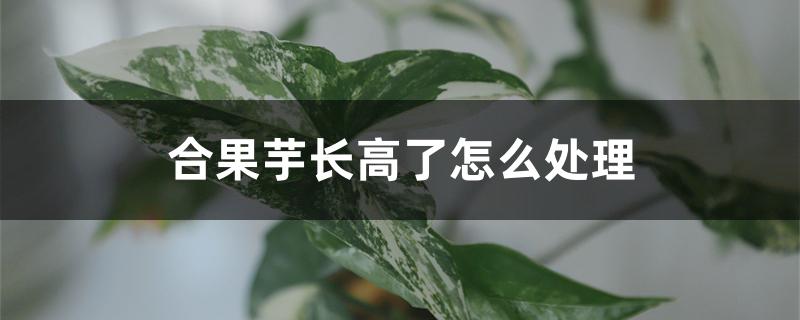 合果芋长高了怎么处理