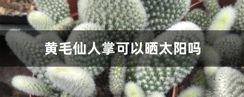 黄毛仙人掌可以晒太阳吗