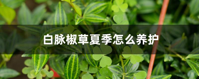 白脉椒草夏季怎么养护