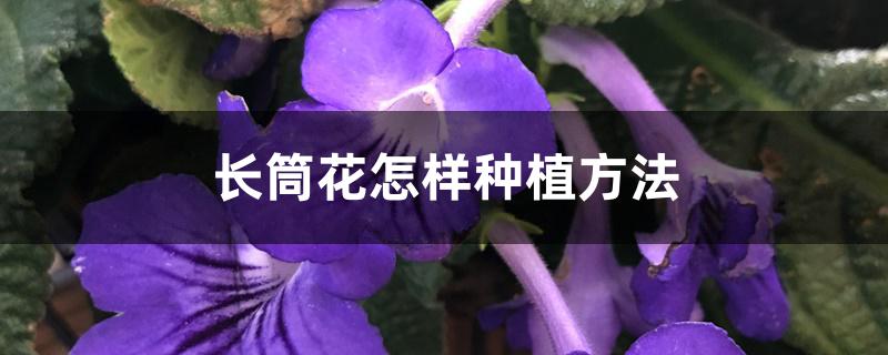 长筒花怎样种植方法