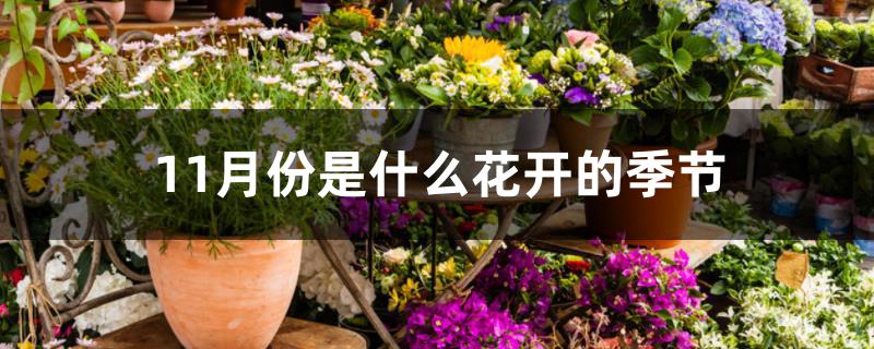 11月份是什么花开的季节