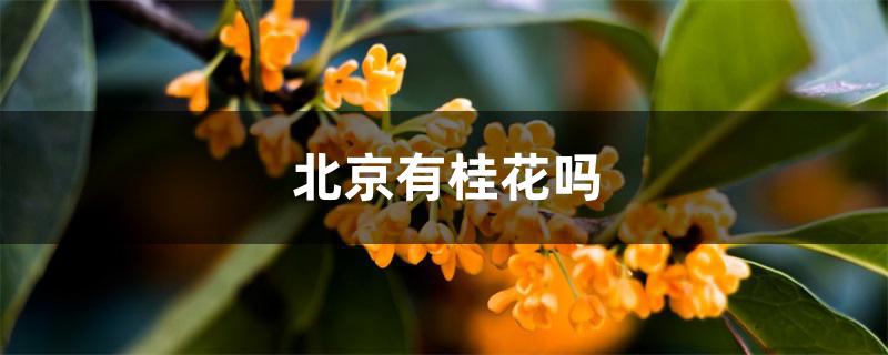 北京有桂花吗