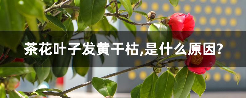 茶花叶子发黄干枯,是什么原因?