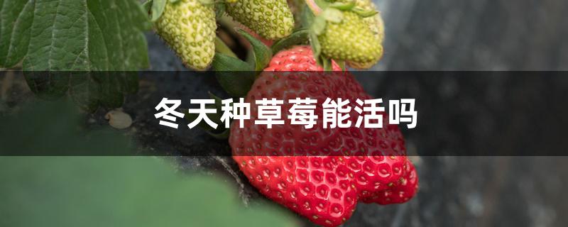 冬天种草莓能活吗