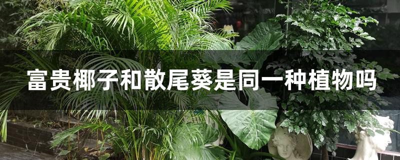 富贵椰子和散尾葵是同一种植物吗
