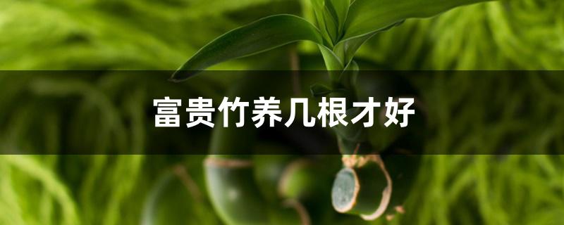 富贵竹养几根才好