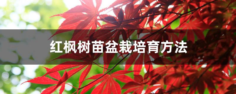 红枫树苗盆栽培育方法