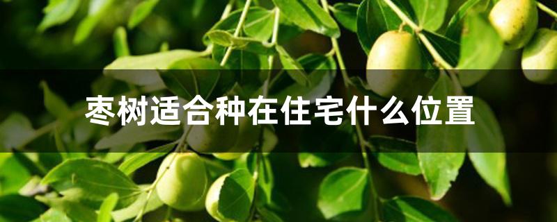 枣树适合种在住宅什么位置