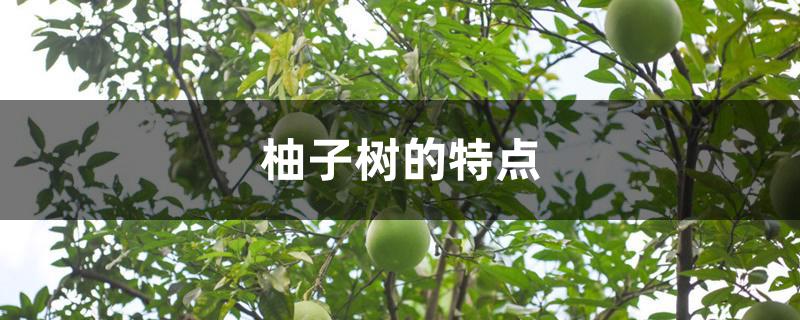 柚子树的特点