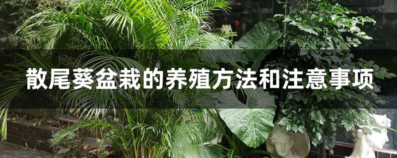 散尾葵盆栽的养殖方法和注意事项