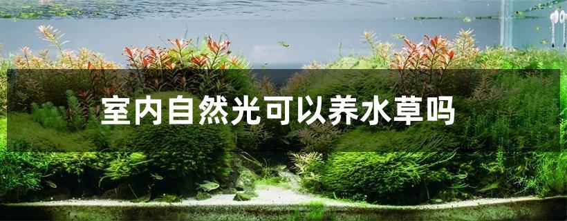 室内自然光可以养水草吗