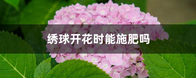 绣球开花时能施肥吗