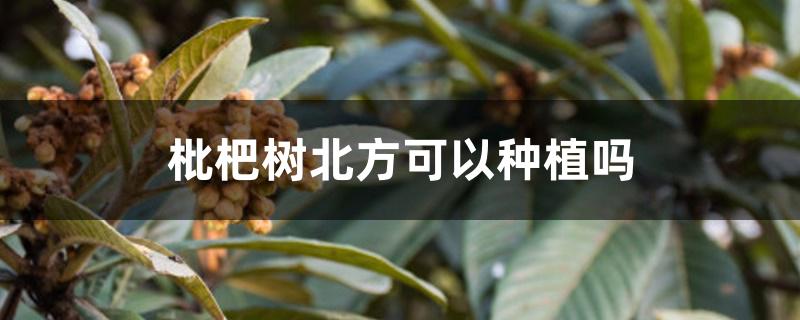 枇杷树北方可以种植吗