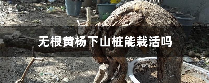 无根黄杨下山桩能栽活吗