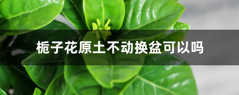 栀子花原土不动换盆可以吗