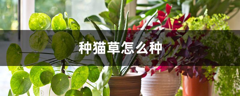 种猫草怎么种