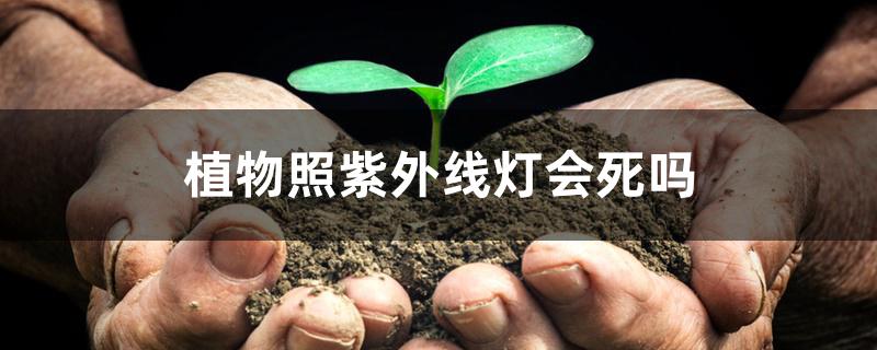 植物照紫外线灯会死吗