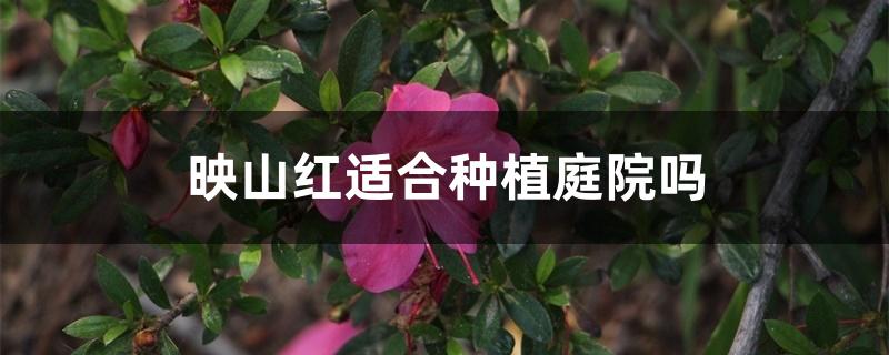 映山红适合种植庭院吗