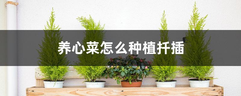 养心菜怎么种植扦插