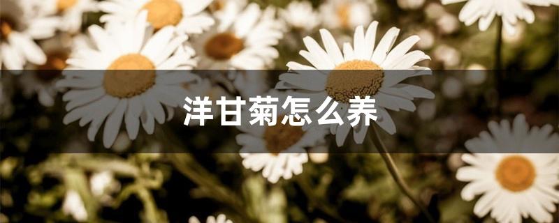 洋甘菊怎么养