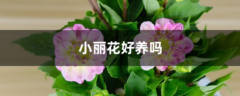 小丽花好养吗