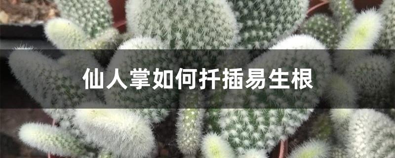 仙人掌如何扦插易生根