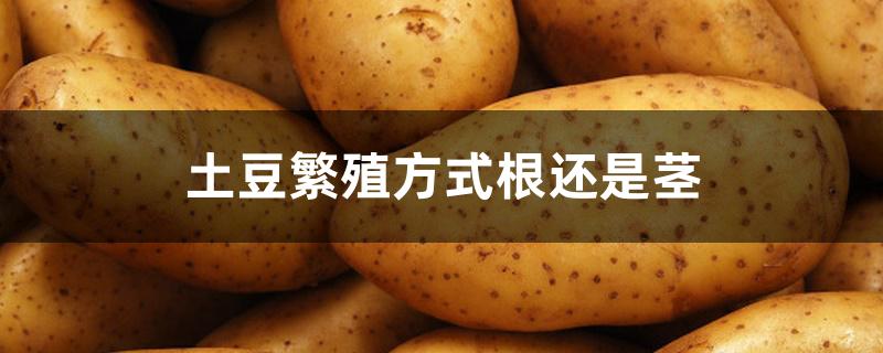 土豆繁殖方式根还是茎