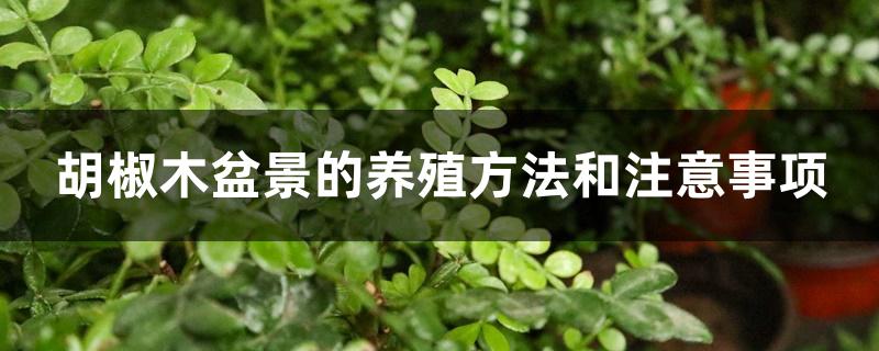 胡椒木盆景的养殖方法和注意事项