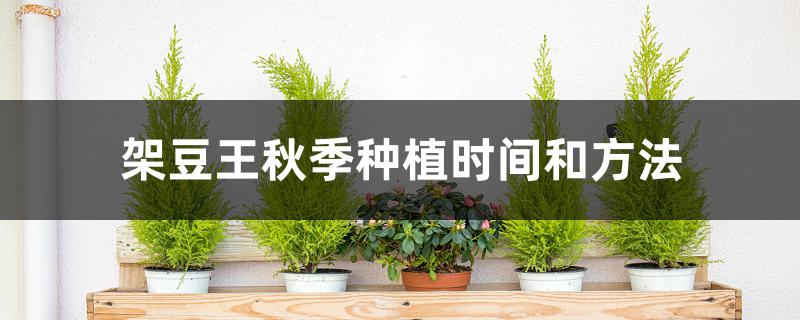 架豆王秋季种植时间和方法