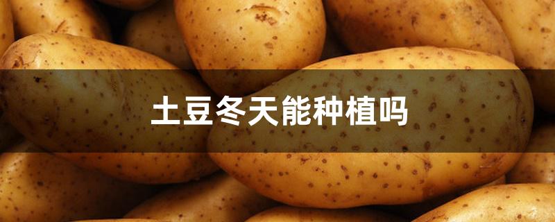 土豆冬天能种植吗