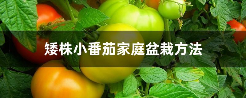 矮株小番茄家庭盆栽方法