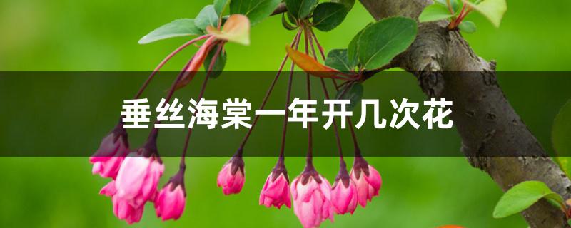 垂丝海棠一年开几次花