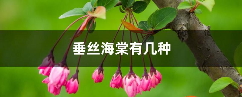 垂丝海棠有几种