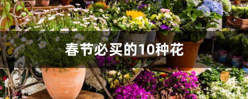 春节必买的10种花