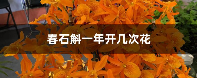 春石斛一年开几次花