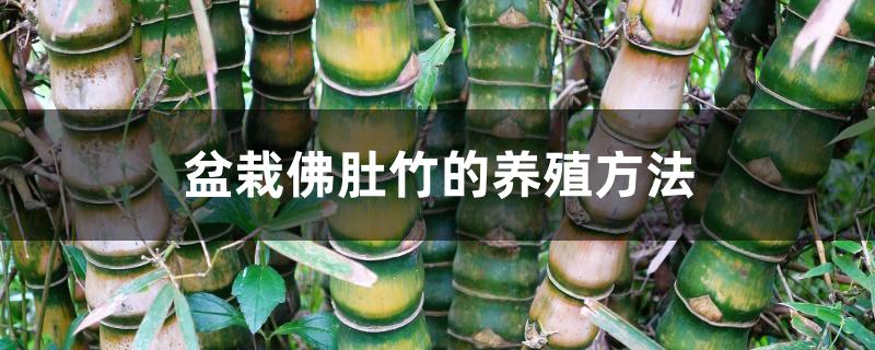 盆栽佛肚竹的养殖方法
