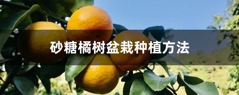 砂糖橘树盆栽种植方法