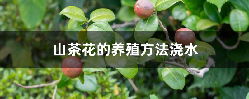 山茶花的养殖方法浇水