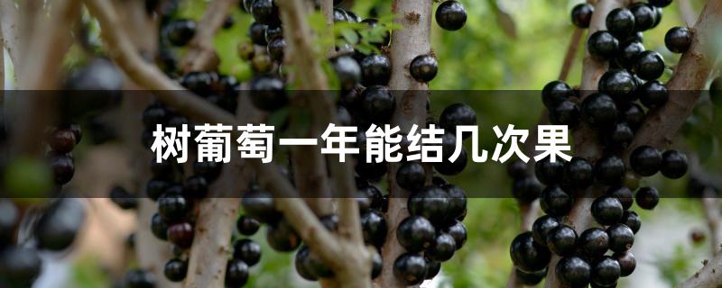 树葡萄一年能结几次果