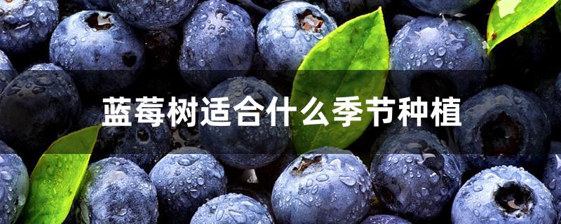 蓝莓树适合什么季节种植