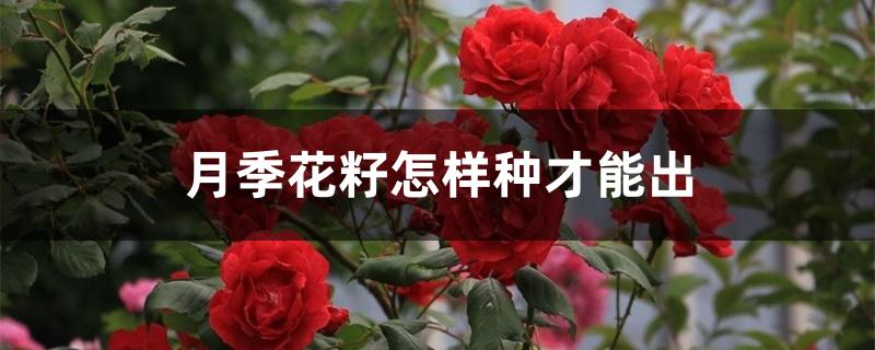 月季花籽怎样种才能出