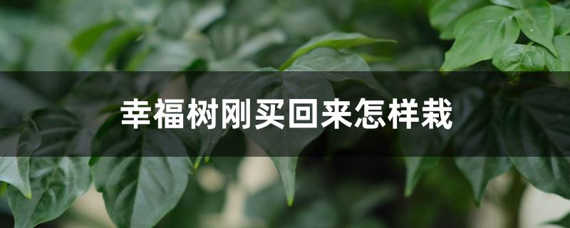 幸福树刚买回来怎样栽