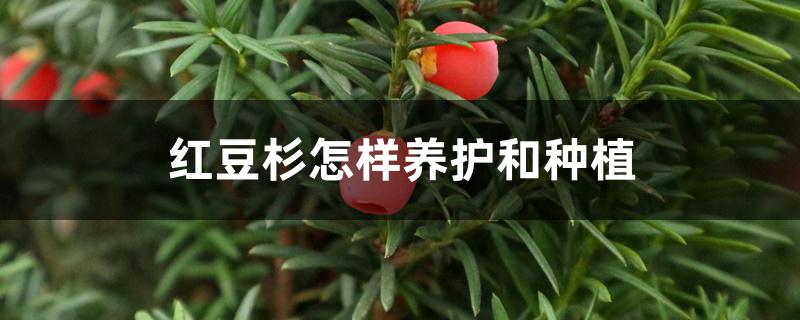 红豆杉怎样养护和种植
